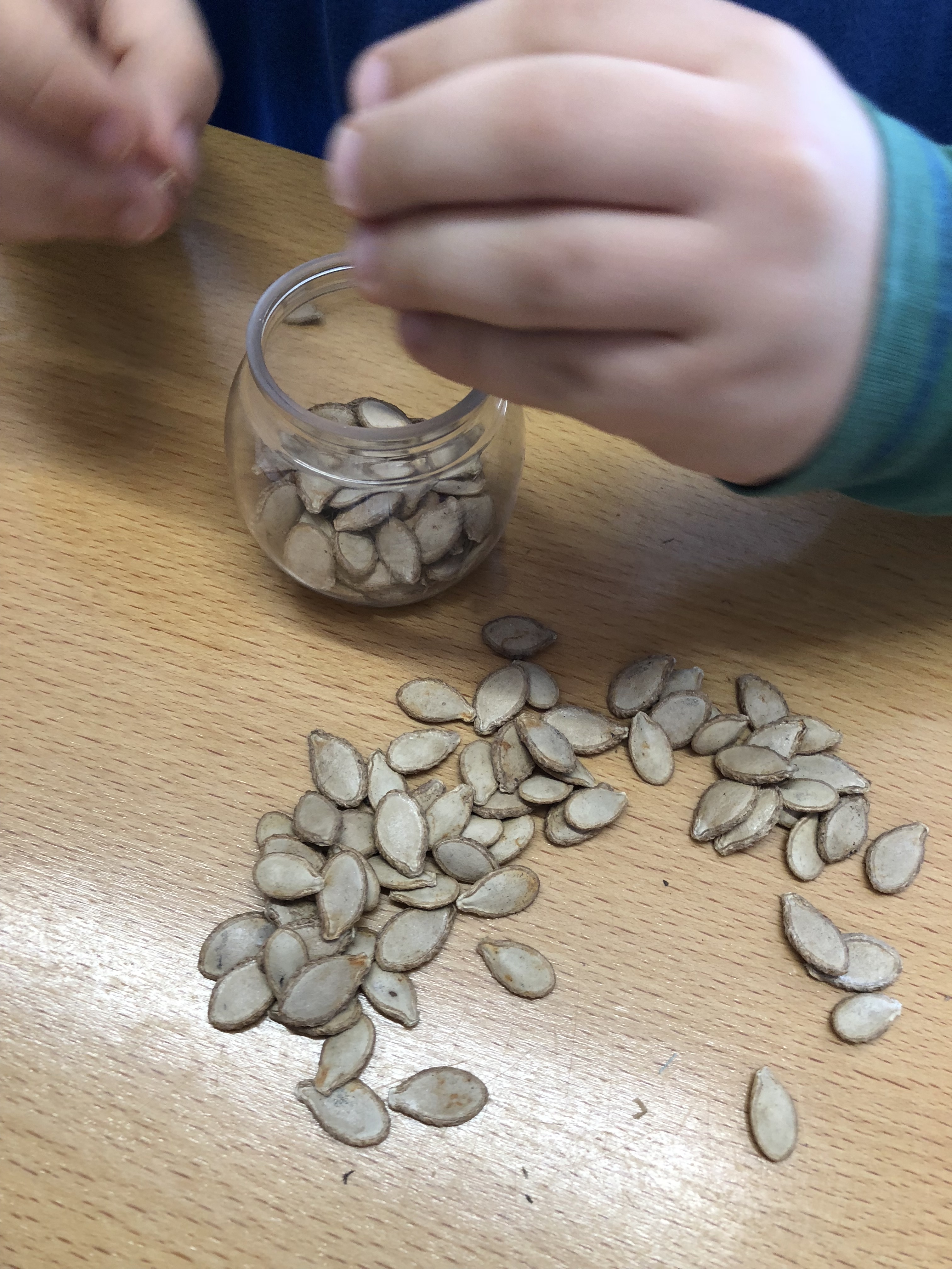 Colocação das sementes no frasco