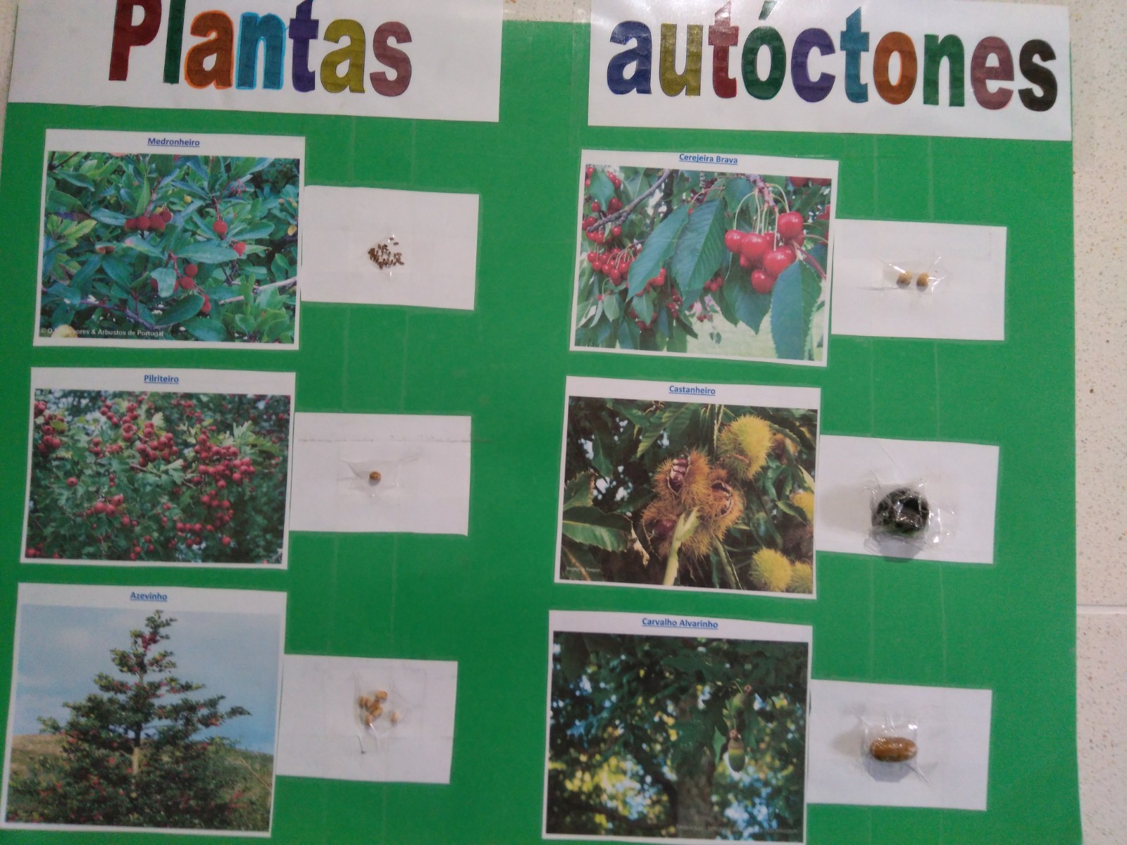apresentação das diversas sementes aos alunos e breve explicação de cada uma das espécies