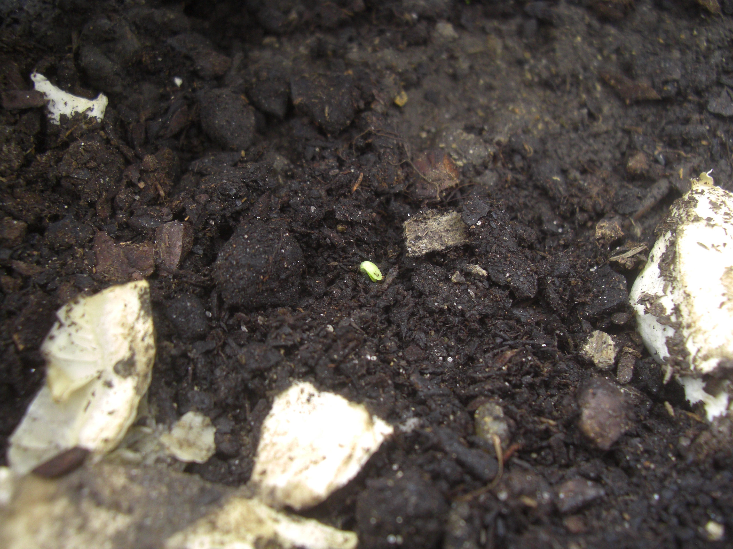Observação de possível germinação das sementes colocadas no solo dentro da palete adaptada.