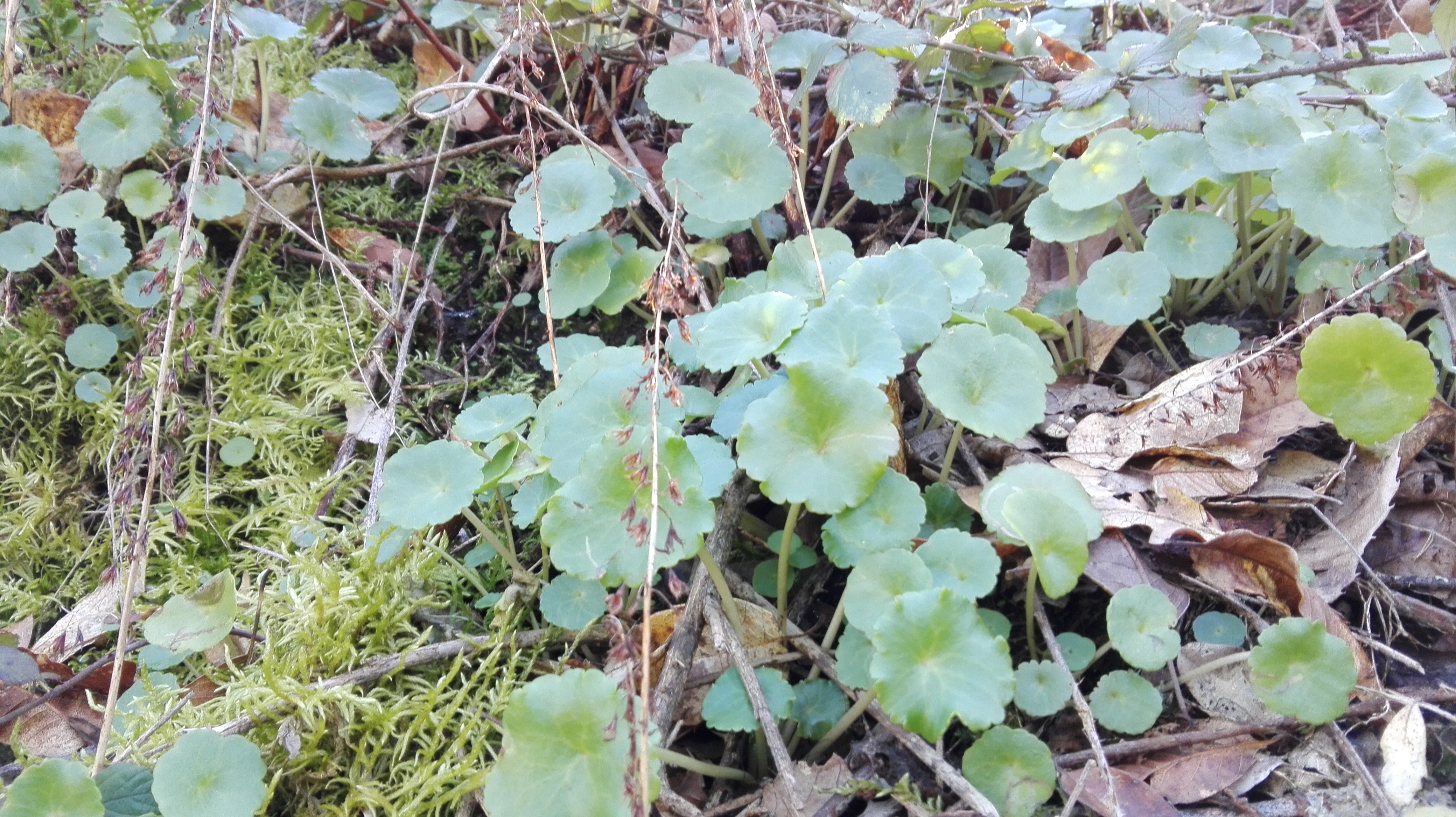 Exemplo de uma planta estudada durante o percurso, o umbigo-de-vénus.